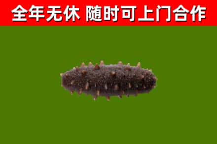 澎湖县烟酒回收干海参.jpg